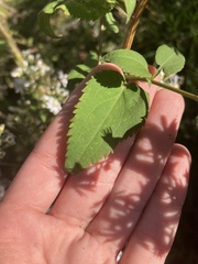 Symphyotrichum cordifolium