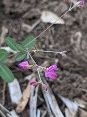 Lespedeza texana