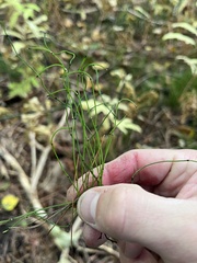 Equisetum scirpoides