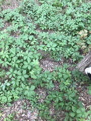 Parthenocissus quinquefolia