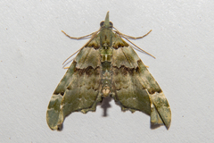 Elvia glaucata