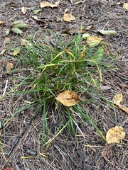 Carex pedunculata
