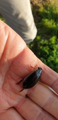 Onychohydrus scutellaris