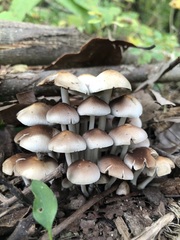 Britzelmayria multipedata