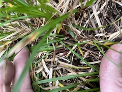 Carex pedunculata