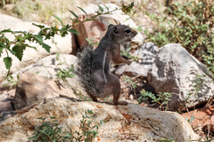 Ammospermophilus harrisii