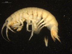 Gammarus setosus