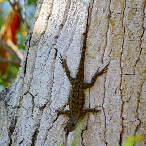 iNaturalist observation photo of Western Fence Lizard