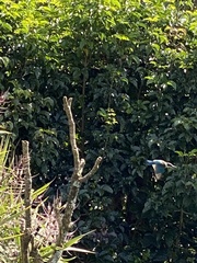 Todiramphus sanctus vagans