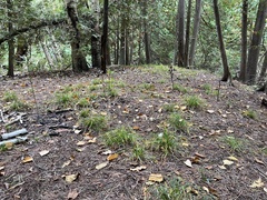Carex pedunculata