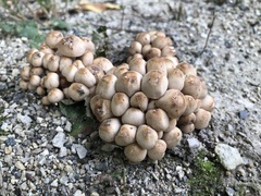 Britzelmayria multipedata