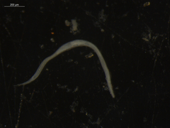 Nematoda