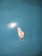 Palpita flegia