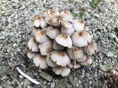 Britzelmayria multipedata