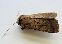 Proteuxoa tetronycha