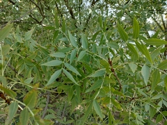 Fraxinus angustifolia