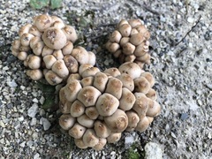 Britzelmayria multipedata