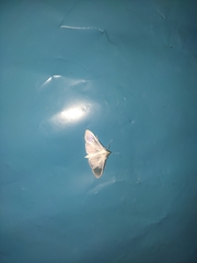 Palpita flegia