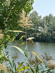 Phragmites australis
