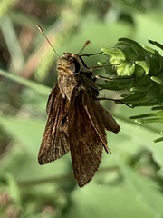 Euphyes vestris