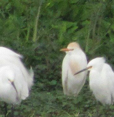Western Cattle Egret