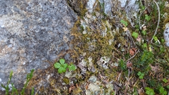 Claopodium bolanderi