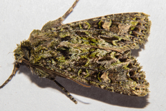 Ichneutica plena
