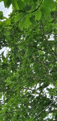 Centropus phasianinus