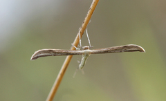 Hellinsia didactylites