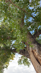Populus fremontii