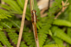 Rhodothemis lieftincki