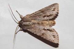 Ichneutica ustistriga
