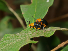 Lamprolina simillima
