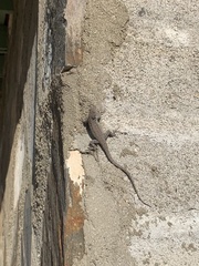 Urosaurus nigricauda