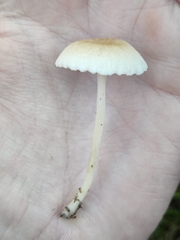 Entoloma sericellum