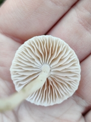 Entoloma sericellum