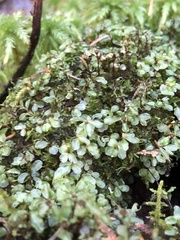 Rhizomnium punctatum