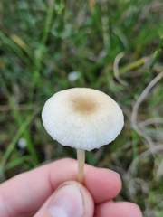 Entoloma sericellum