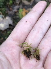 Rhizomnium punctatum