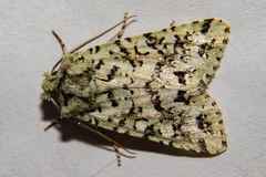 Meterana exquisita