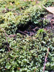 Rhizomnium punctatum