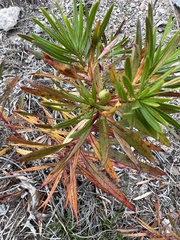 Stillingia texana
