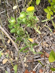 Grindelia squarrosa