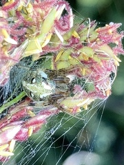 Neoscona arabesca