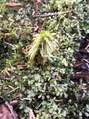 Rhizomnium punctatum