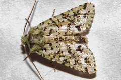 Meterana exquisita