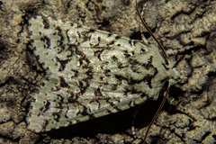 Meterana exquisita