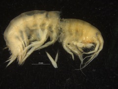 Gammarus setosus