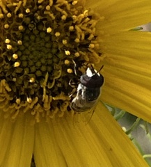 Copestylum marginatum