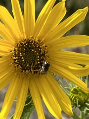 Copestylum marginatum